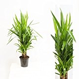 Inter Flowers -3 Köpfe: XL Yucca Palme Elephantipes 100 cm+/- hoch, Büropflanze, Zimmerpflanze