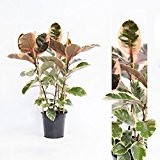 Inter Flowers -Ficus elastica Tineke, Gummibaum 80cm+/- hoch , 3 Pflanzen im Topf