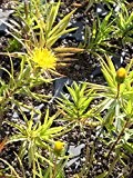 Inula ensifolia Compacta - Zwerg-Alant, 24 Pflanzen