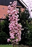 iovivo Japanische Säulenzierkirsche, weiß-rosa blühend 1 Stück