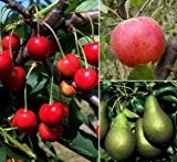 iovivo Starter Set Obstbäume, 3er-Set, Apfel, Birne, Kirsche