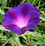 Ipomoea purpurea - Purpur-Trichterwinde - 10 Samen
