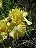 Iris germanica " Barkley Gold "