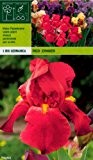 Iris Germanica Red Zinger