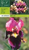 Iris germanica " Sen Lac "