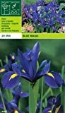 Iris hollandica " Blue Magic " (20)
