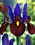 Iris hollandica - Holländische Iris " Eye of the Tiger " (5)