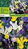 Iris hollandica - Holländische Iris " Mix " (10)