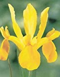 Iris hollandica - Holländische Iris " Royal Yellow " (5)