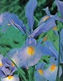Iris hollandica - Holländische Iris " Saphire Beauty " (5)