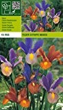 Iris hollandica Holländische Iris " Tiger Mix " 10 Zwiebeln