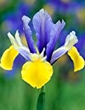 Iris hollandica Romano (5)