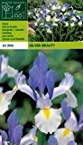 Iris hollandica " Silver Beauty" (10)