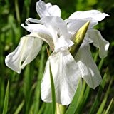 Iris Sibirica Alba Seeds