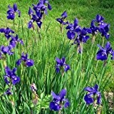 Iris, sibirica 'Niklas Sea'