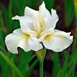 Iris sibirica 'White Swirl' Schwertlilie