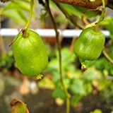 Issai Kiwi selbstfruchtbar, Kiwistrauch Busch, Actinidia arguta, Obstbaum winterhart, Kiwi grün, im Topf, 60 - 100 cm
