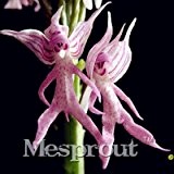 Italienisch Mann Orchidee 100PCS Exotische Pflanzen Orchis italica Samen Pyramid Affe Orchidee Hausgarten Bonsai Balkon DIY