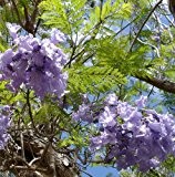 Jacaranda mimosofolia - Palisanderbaum - 100 Samen-