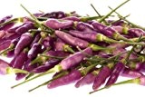 Jalapeno purple 10 Samen