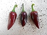 Jalapeno Purple Pepper 10 Samen (Massenträger) *Violetter Jalapeno*