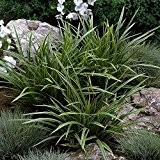 Japan-Segge Variegata - 1 pflanze