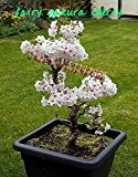 Japanisch 20 Stück 5 Arten Sakura-Samen Bonsai-Baum, Bonsai-Samen Blume Kirschblüten, DIY Haus & Garten,