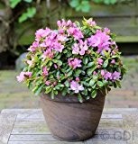 Japanische Azalee Negligee® 20-25cm - Rhododendron obtusum - Zwerg Alpenrose