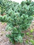 japanische Mädchenkiefer Pinus parviflora Glauca 60 - 70 cm hoch mit Ballen
