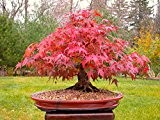 Japanische Rote Ahorn Bonsai-Baum, Wachsen Sie Ihr eigenes Baum, Büro-Dekor, 20pcs / bag Samen