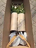 Japanische Säulenkirsche, 100?120 cm, im Topf (7,5 Liter), Zierkirsche winterhart-Frühblüher, Busch für Sonne, Gartenpflanzen rosa blühend, Prunus serrulata