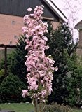 Japanische Säulenzierkirsche weiß-rosa blühend, 1 Pflanze