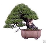 Japanische Schwarzkiefer 10 Samen, Bonsai Samen (Pinus thunbergii)