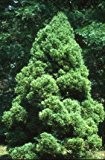 Japanische Sicheltanne - Cryptomeria japonica - 30 Samen