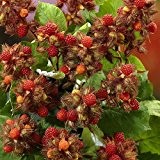 Japanische Weinbeere /  Rotborstige Himbeere (Rubus phoenicolasius),  2 Pflanzen