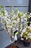 Japanische Zierkirsche Prunus kurilensis Brilliant 60 - 80 cm hoch im 5 Liter Pflanzcontainer