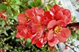 Japanische Zierquitte 'Cido Red'® - Chaenomeles japonica 'Cido Red'® - Ziergehölz