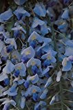 Japanischer Blauregen 'Blue Dream' - Kräftige Pflanze im 3 lt.-Topf, 60-100 cm