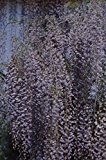 Japanischer Blauregen 'Macrobotrys' - Kräftige Pflanze im 3 lt.-Topf, 60-100 cm