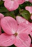 Japanischer Blumen-Hartriegel - Cornus x rutgersiensis - Stellar Pink - robust - schlanker Wuchs - 40-60 cm