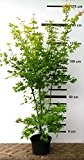Japanischer Fächer-Ahorn - Acer palmatum Orange Dream - 130/160 cm hoch - Veredelung - im Topf