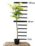 Japanischer Fächer-Ahorn - Acer palmatum Orange Dream - Veredelung auf Stämmchen - 50 cm, im 1,5 Liter-Topf