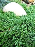 japanischer Kriechwacholder Juniperus procumbens Nana 25 - 30 cm breit im 3 Liter Pflanzcontainer