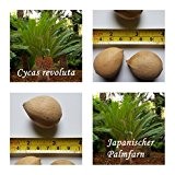 Japanischer Palmfarn - 3 Samen - Cycas revoluta - frosthart !!