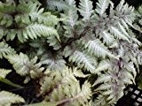 Japanischer Regenbogenfarn - Athyrium niponicum 'Metallicum' - Farn
