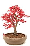 Japanischer ROTER Ahorn / Fächerahorn - ca. 20 Samen - Acer palmatum atropurpureum - Baum & Bonsai geeignet