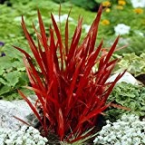 Japanisches Blutgras Red Baron - 1 pflanze