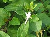 Japanisches Geißblatt - Lonicera japonica - Halliana - Kletter-/Schlingpflanze, immergrün, 40-60 cm
