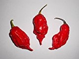 Jay's Red Ghost Scorpion -Ultrascharfe rotfarbene Super Hot Chili- Sehr Selten