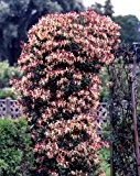 Jelängerjelieber, Lonicera brownii Dropmore Scarlet®, 1 Pflanze